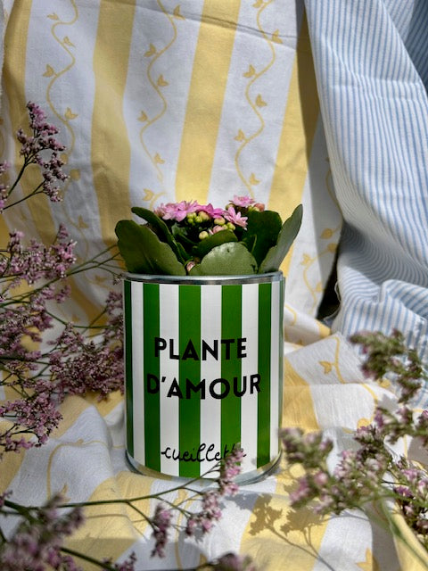 Plante d'amour - rayures vertes