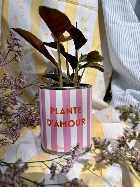 Plante d'amour - rayures roses