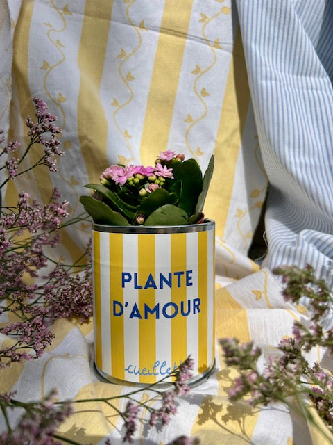Plante d'amour - rayures jaunes